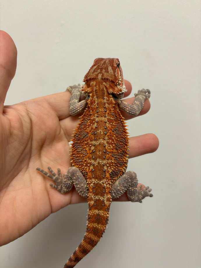 1/2 Red Monster Male (Draco)