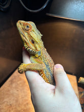 Load image into Gallery viewer, RESCUE Dunner Male (Ace)
