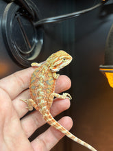 Load image into Gallery viewer, Citrus Possible Male (Ricky)
