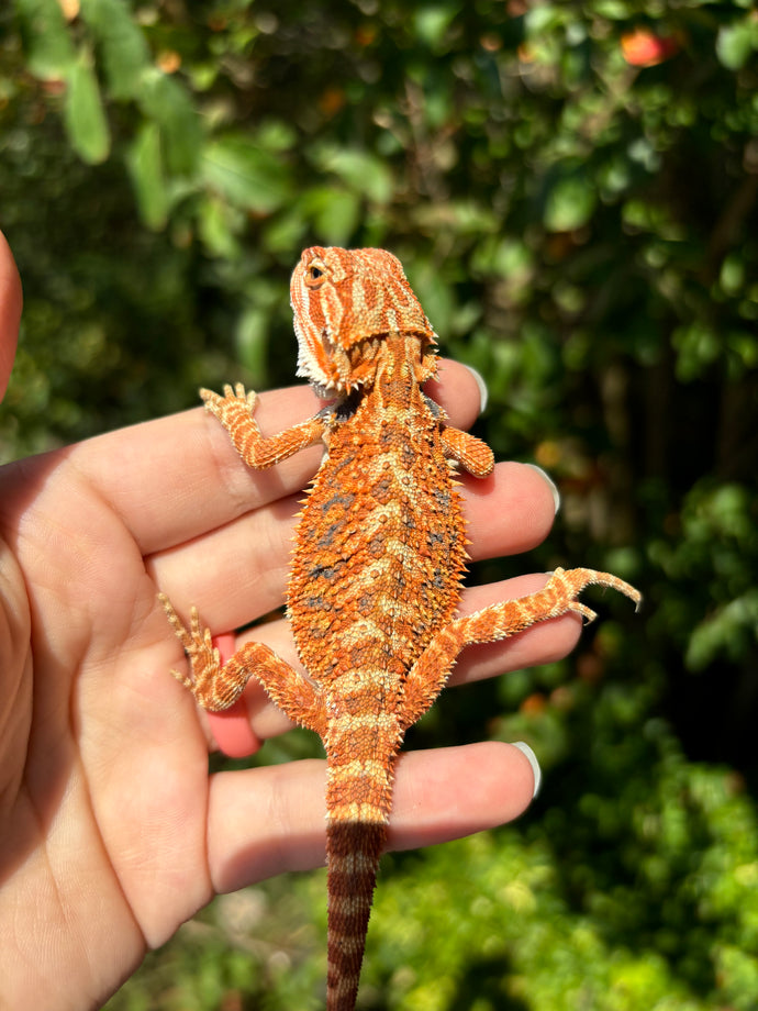 Orange Female (Nyla)