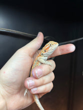 Load image into Gallery viewer, Dunner Female (Maggie)
