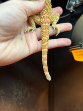 Load image into Gallery viewer, Hypo Citrus Female (Wanda)
