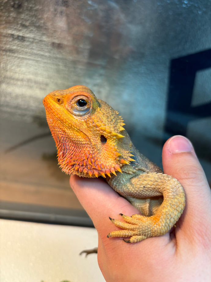 Rescue Female (Fiona)