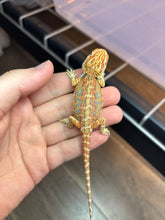 Load image into Gallery viewer, Possible Female (Emerald)
