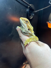 Load image into Gallery viewer, Citrus Female (Jade)

