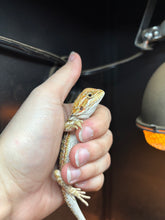 Load image into Gallery viewer, Hypo Citrus Female (Ella)
