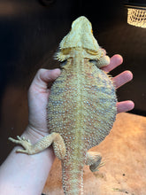 Load image into Gallery viewer, Male (Alpha)
