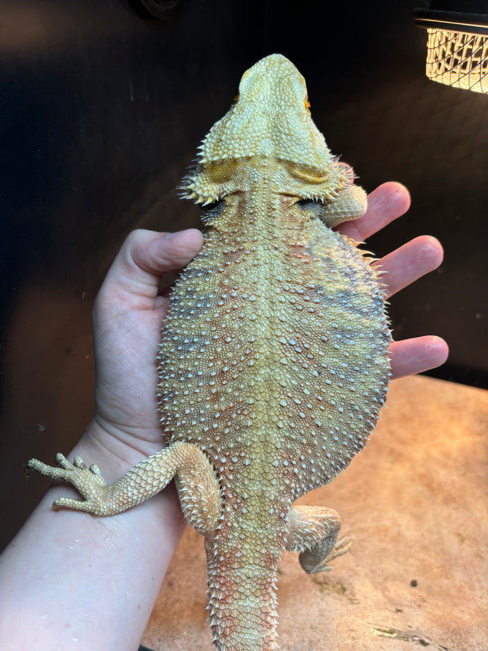 Male (Alpha)