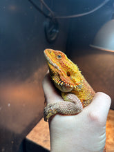 Load image into Gallery viewer, Dunner Male (Bruno)
