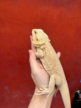 Load image into Gallery viewer, Leatherback Witblit Female (Fiona)
