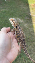 Load image into Gallery viewer, RESCUE Male (Edward)

