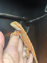 Load image into Gallery viewer, Male (Boe)
