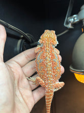 Load image into Gallery viewer, Hypo Dunner Male (Bagel)
