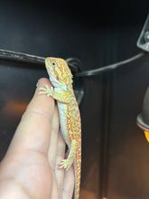 Load image into Gallery viewer, Citrus Dunner Female (Wendy)
