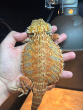 Load image into Gallery viewer, Leatherback Female (Becky)
