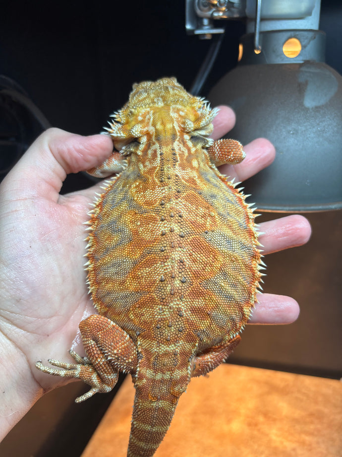 Leatherback Female (Becky)