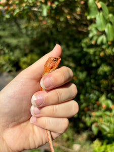 Red Translucent Female (cheeta)