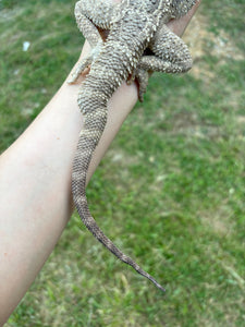 Rescue Female (Sally)
