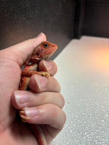 Red Translucent Leatherback Male (Bacon)