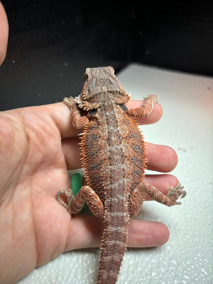 1/2 Red Monster Female (Sandy)