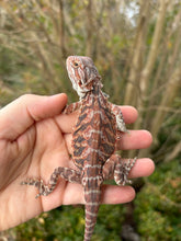 Load image into Gallery viewer, 1/2 Red Monster Leatherback Male (remi)
