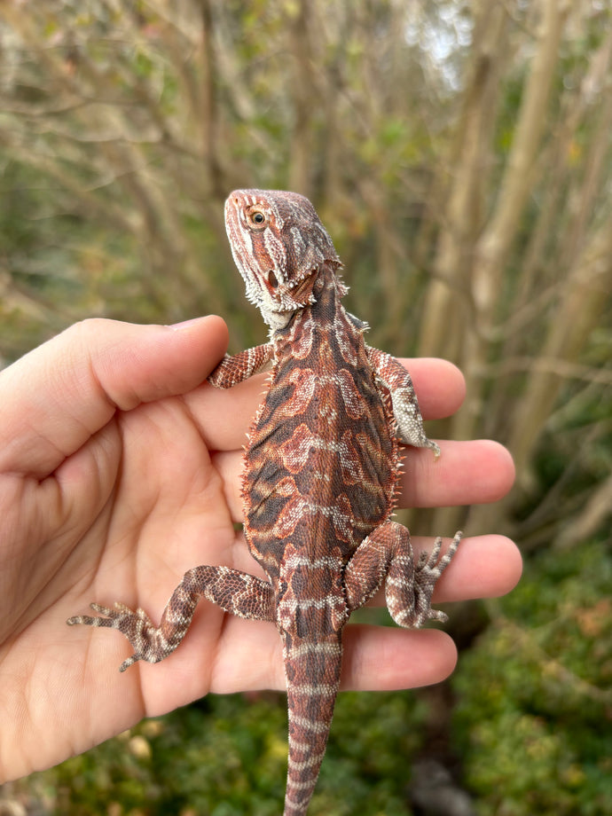 1/2 Red Monster Leatherback Male (remi)