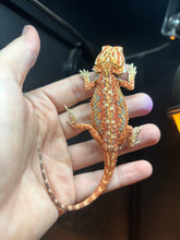 Load image into Gallery viewer, Dunner Possible Female (Rose)
