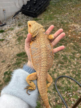 Load image into Gallery viewer, Adult Male (Henson)
