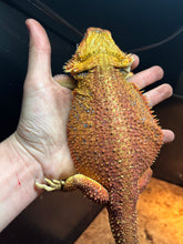 Load image into Gallery viewer, Dunner Male (Bruno)
