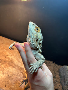 Rescue Female (Mandy)