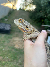 Load image into Gallery viewer, Rescue Female (Sally)
