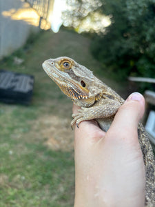Rescue Female (Sally)