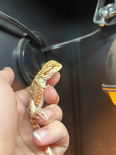 Load image into Gallery viewer, Citrus Possible Male (Ricky)
