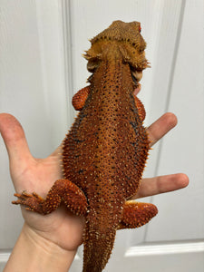 1/2 red monster dunner male (Kai)