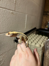 Load image into Gallery viewer, Female Crested Gecko (Brooke)
