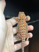 Load image into Gallery viewer, Leatherback Dunner Female (Mandy)
