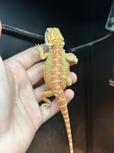 Load image into Gallery viewer, Citrus Male (Pickle)
