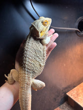 Load image into Gallery viewer, RESCUE SPICY Male (Frank)
