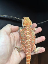 Load image into Gallery viewer, Orange Male (Kip)
