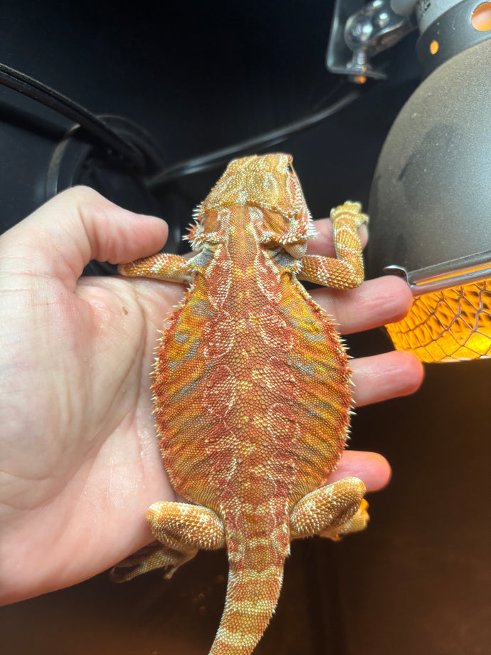Leatherback Female (Cecelia)