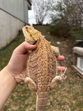 Load image into Gallery viewer, Adult Female (Alice)
