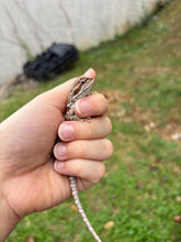 Load image into Gallery viewer, Possible Male (Charlie)
