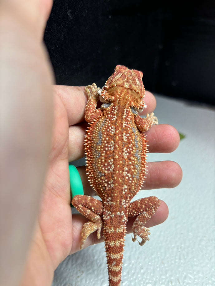1/2 red monster dunner female (Emily)