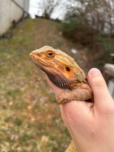 Load image into Gallery viewer, Adult Translucent Leatherback Male (Ricky)
