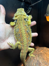 Load image into Gallery viewer, Citrus Female (Jade)
