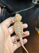 Load image into Gallery viewer, Leatherback Possible Female (Adeline)
