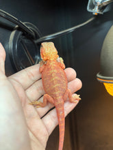 Load image into Gallery viewer, Red Translucent Leatherback Male (chili)
