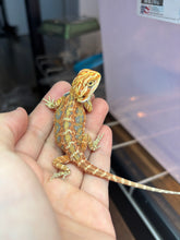 Load image into Gallery viewer, Possible Female (Emerald)
