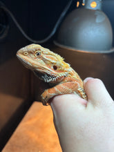 Load image into Gallery viewer, Leatherback Female (Becky)
