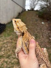 Load image into Gallery viewer, Adult Female (Alice)
